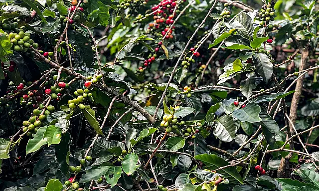 Produção de café deverá ser de 55,7 milhões de sacas em 2025
