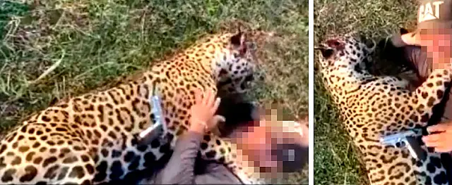 "Sua sem vergonha": polícia já identificou homem que matou onça-pintada