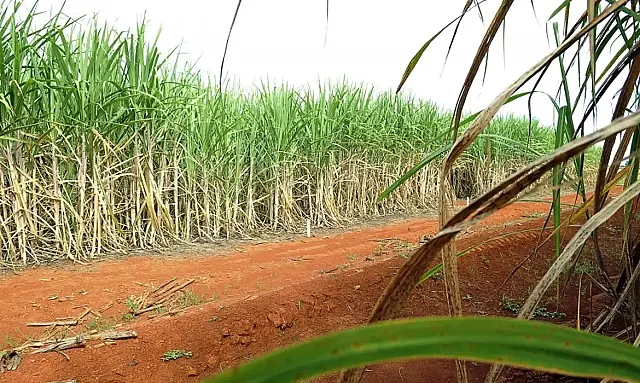 "Super enzima" de bactéria pode transformar resíduos em biocombustível