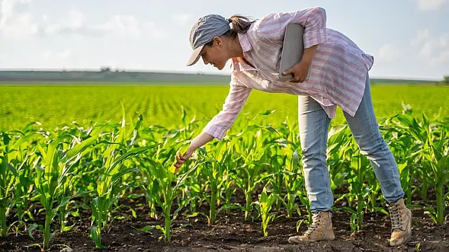 Empresa oferta vaga para engenheiro agrônomo com salário de 9 mil na Capital