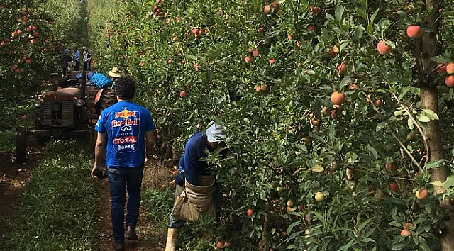 Funtrab prepara plano de biossegurança para indígenas que vão trabalhar na colheita da maçã