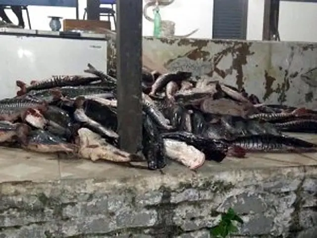 Cacique é flagrado com 1 tonelada de pescado e multado em R$ 22,6 mil