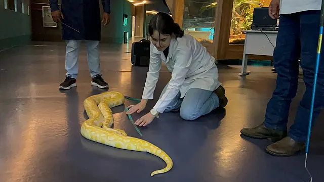 Píton albina do Bioparque Pantanal passa por exames de rotina