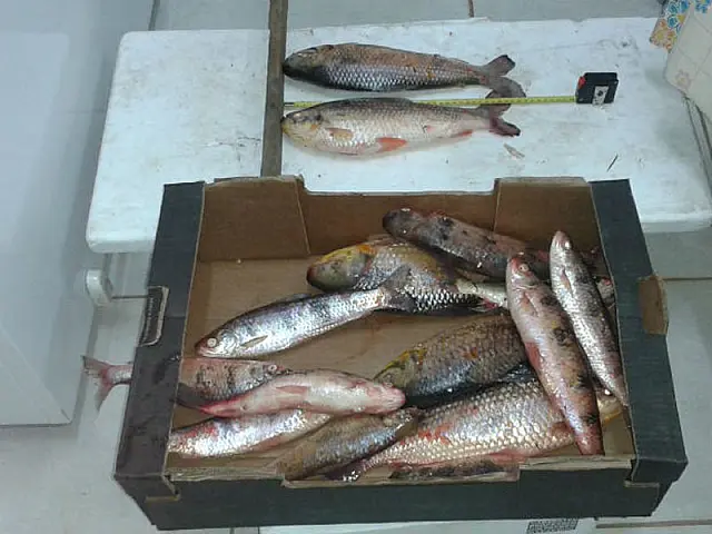 PMA prende três homens por pesca ilegal no Rio Aquidauana