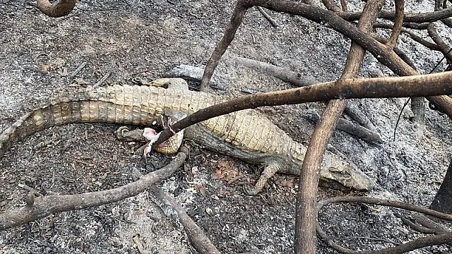 Animais morrem carbonizados após incêndio no Passo do Lontra