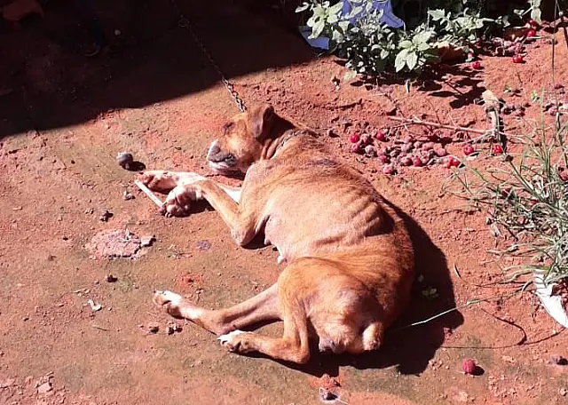 Jovem abandona cão desnutrido infestado de parasitas e leva multa