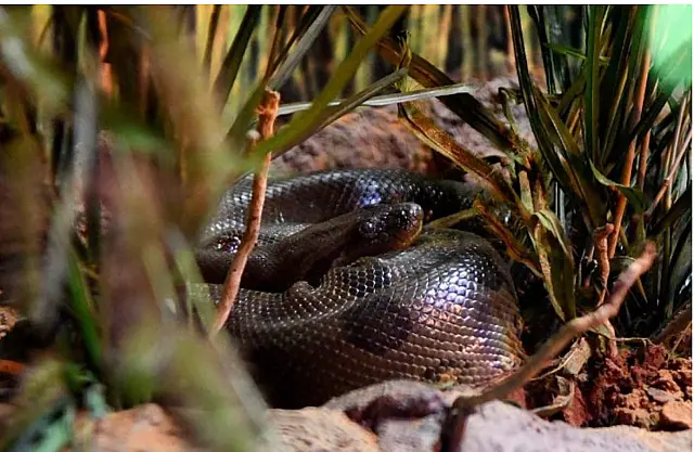 Hoje é comemorado o dia mundial da cobra