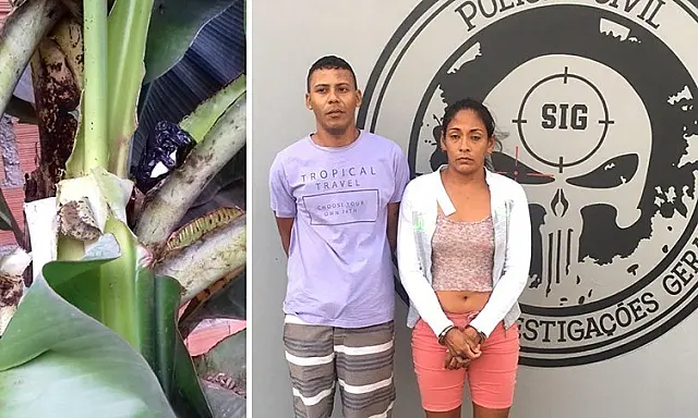 "Casal do crime" que utilizava plantação no quintal para esconder droga é preso