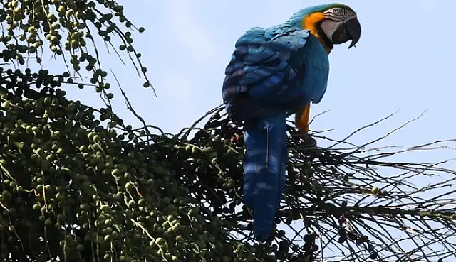 Ministério escolhe consultoria para impulsionar turismo de observação de aves