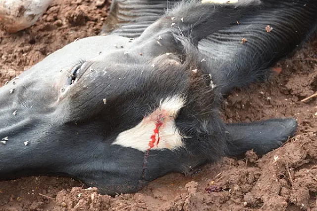 Ladrões furtam cabeças de gado em Fazenda de Anastácio e as abatem a tiros