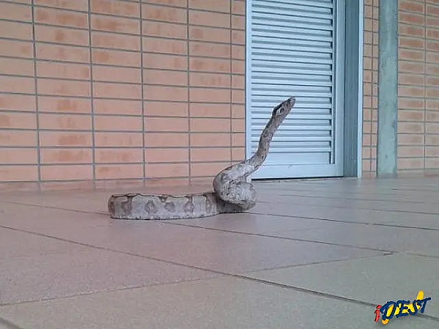 Jiboia é flagrada 'passeando' no campus da UFMS