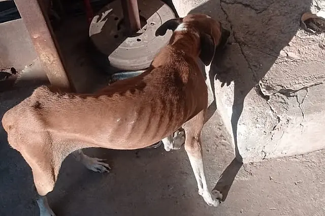 Moradores são acusados de maus-tratos pela morte de cachorro