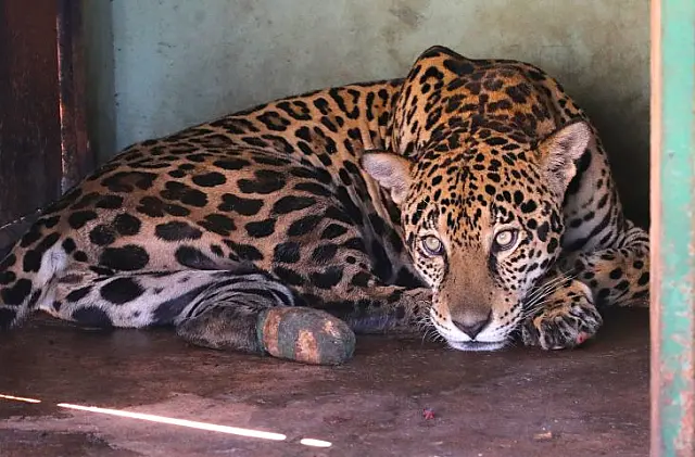 Onças-pintadas se recuperam e Miranda pode voltar à natureza em 30 dias