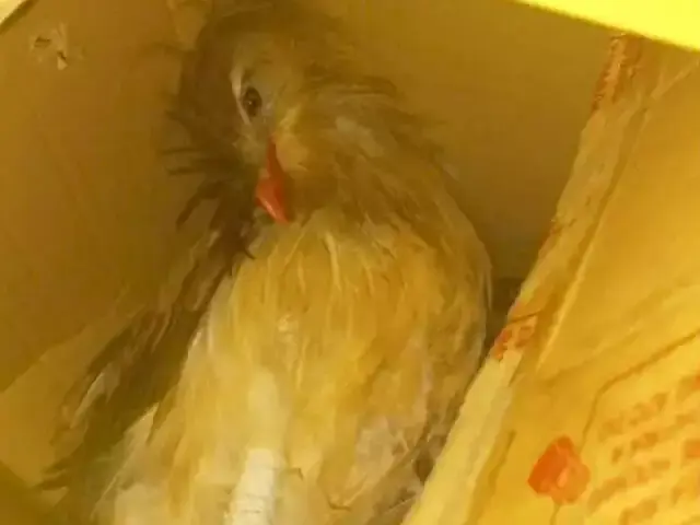 Homem é detido por maus-tratos após caçar seriema para se alimentar