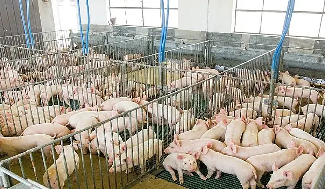 Governo destaca potencial de MS na SIAVS 2024 para atrair avicultura