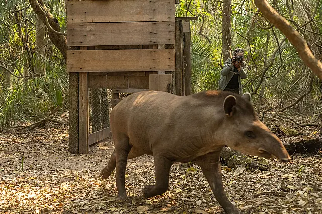 Jardineira do Pantanal: Anta desemprenha papel essencial no equilíbrio das florestas