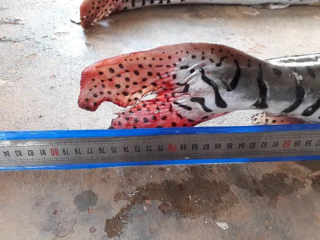 PMA prende dois turistas paulistas por transporte ilegal de 26 kg pescado