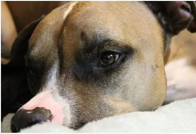 Vizinha espanca cachorro e tenta atropelar jovem em Campo Grande