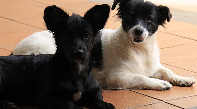 Dezembro vai ser mês de campanha contra abandono de animais