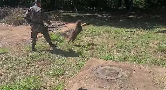 Ação militar conjunta resgata três capivaras que caíram em cisternas