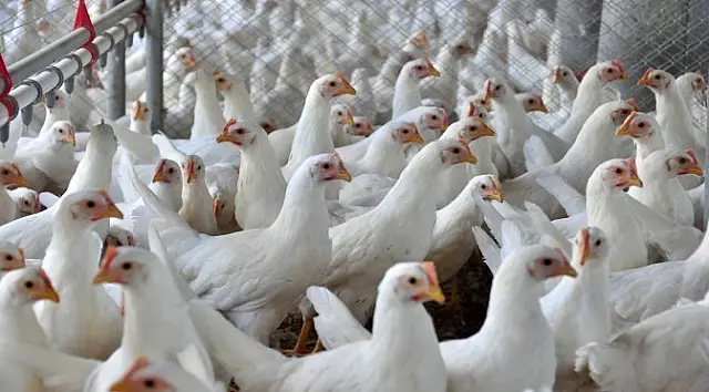 Prorrogado prazo para adequação das salas sanitárias nos aviários de Mato Grosso do Sul