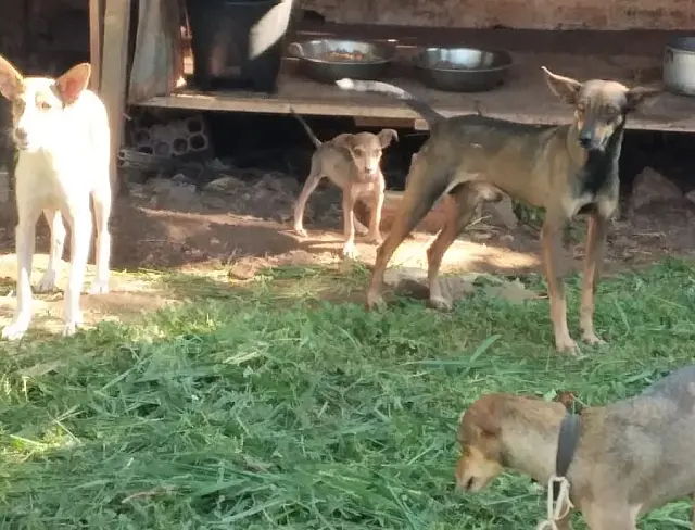 Policiais identificam cachorros vítimas de maus-tratos