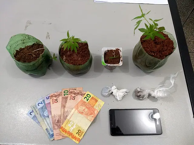 Polícia Civil descobre cultivo de maconha em residência de Jardim
