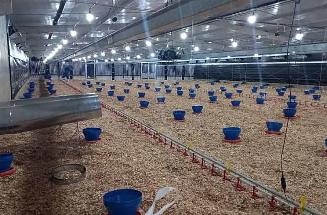 Frango Vida garante expansão e modernização da cadeia produtiva de MS