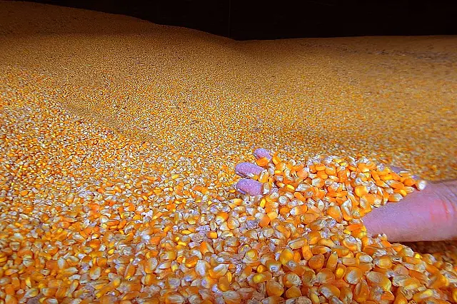 Preço do milho em Mato Grosso do Sul aumenta 32%, segundo Famasul