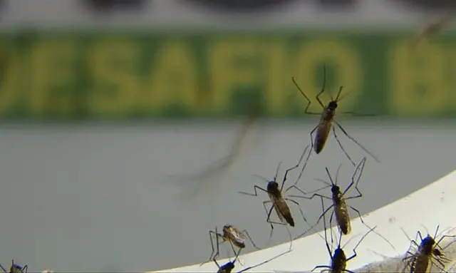 Governo estadual reforça controle de mosquito transmissor da dengue