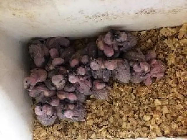 Fihotes de papagaio vítimas do tráfico lutam para sobreviver e voltar à natureza