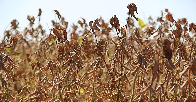Iagro fecha relatório da fiscalização do vazio sanitário em Mato Grosso do Sul