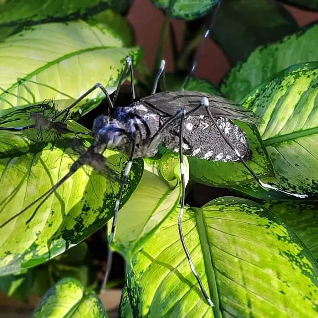 Maioria dos casos de dengue estão entre bairros Alto e Serraria
