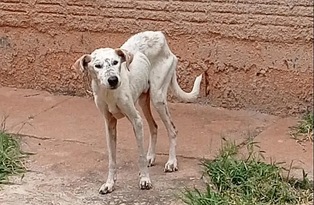 Polícia Civil resgata animais em situação de maus tratos em Corumbá