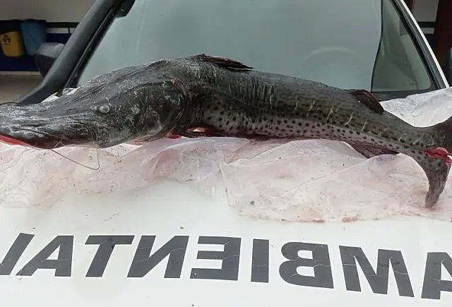 Homem é atuado pela pesca predatória de pintados em Guia Lopes