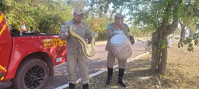 Caninana é capturada no 6º Distrito Naval em Ladário
