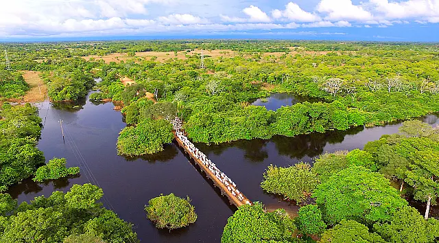 Produtores já se preocupam com retirada do gado do Pantanal devido à cheia