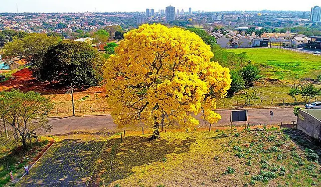 Com baixa umidade, temperatura pode chegar a 41°C em Aquidauana