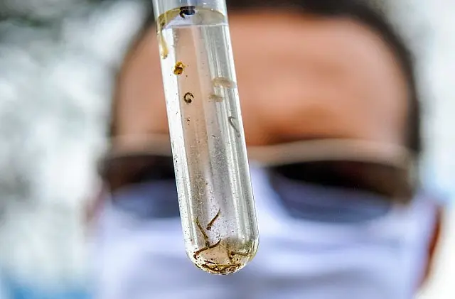 Anastácio confirma duas mortes por chikungunya