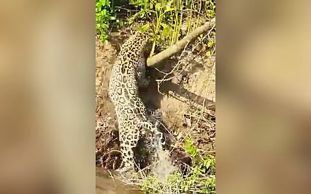 "Eu acho que vi um gatinho": flagra de onça em rio é "troféu" para pescadores
