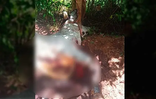 Vaca é abatida e carneada em propriedade no Rio Aquidauana