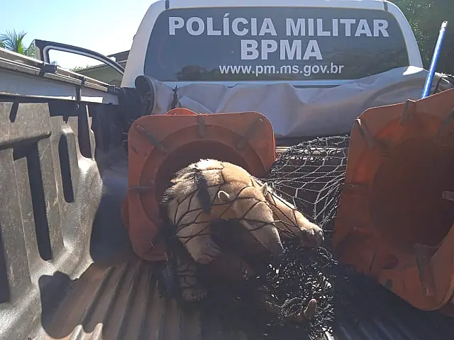 Acuado por cães, tamanduá buscou refúgio em árvore e foi socorrido