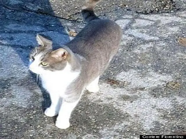 Gato visita túmulo de dono todos os dias, há um ano