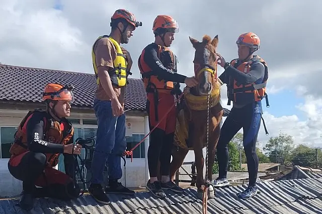 Égua Caramelo é resgatada depois de ficar ilhada em telhado em Canoas
