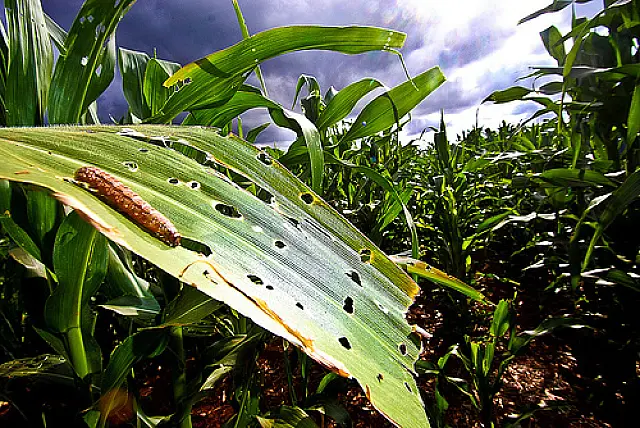 Brasil ajuda países africanos a combater lagarta que ataca milho, algodão e soja