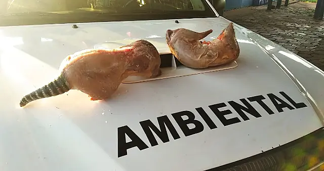 Borracheiro é flagrado com carne de tatu e cutia