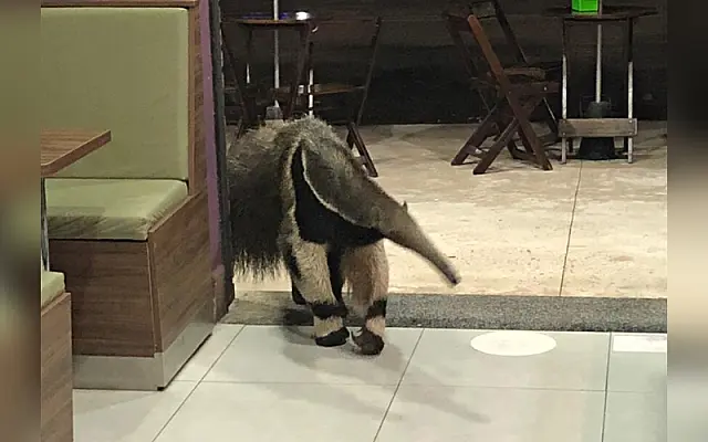 Açaí tem gosto de terra? Pois o tamanduá decidiu tirar a dúvida por conta própria