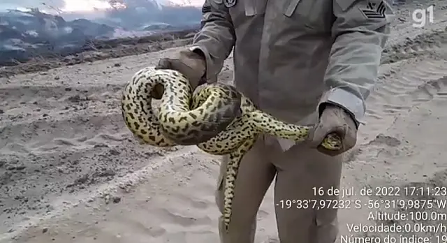 Sucuri é resgatada de incêndio no Pantanal