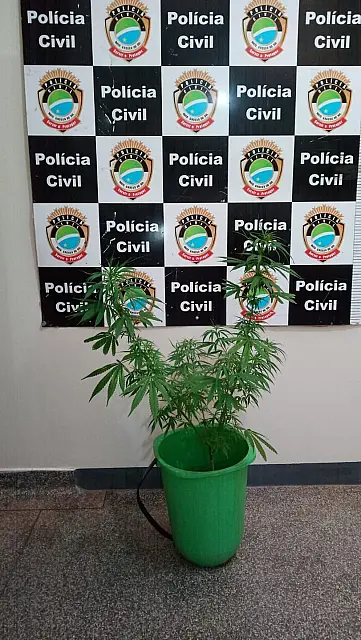Estudante de medicina vai parar na delegacia após deixar pé de maconha na sacada