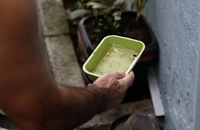 Confira dicas simples para evitar focos de dengue em casa